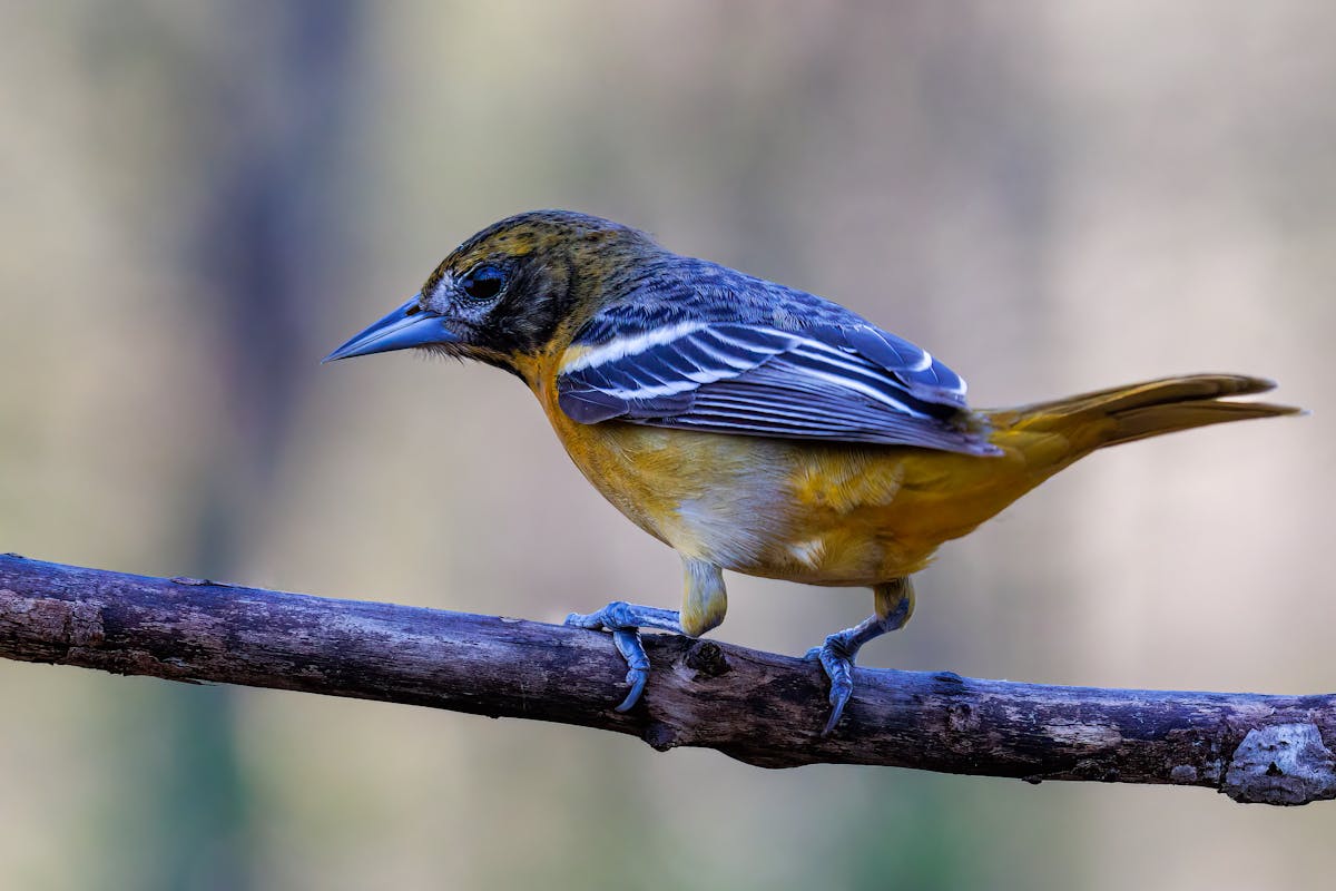 Supplementing Orioles with Mealworms in the Summer
